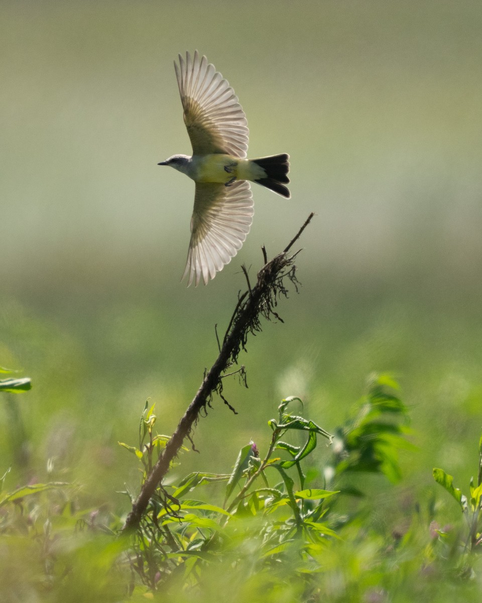 Western Kingbird - ML622751930