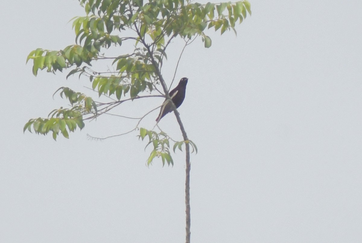 Pompadour Cotinga - ML622751980