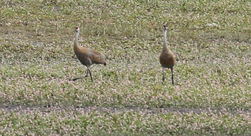 עגור קנדי - ML622752025