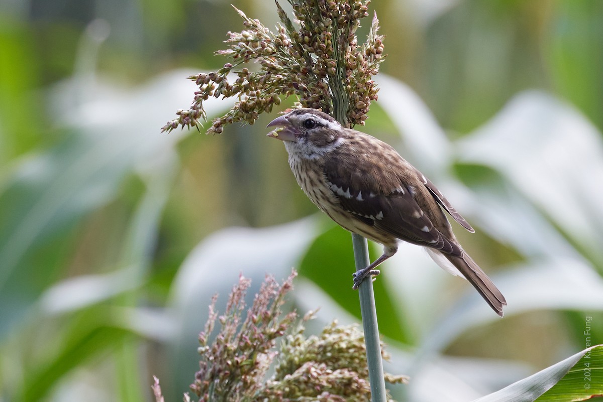 Rose-breasted Grosbeak - ML622752098