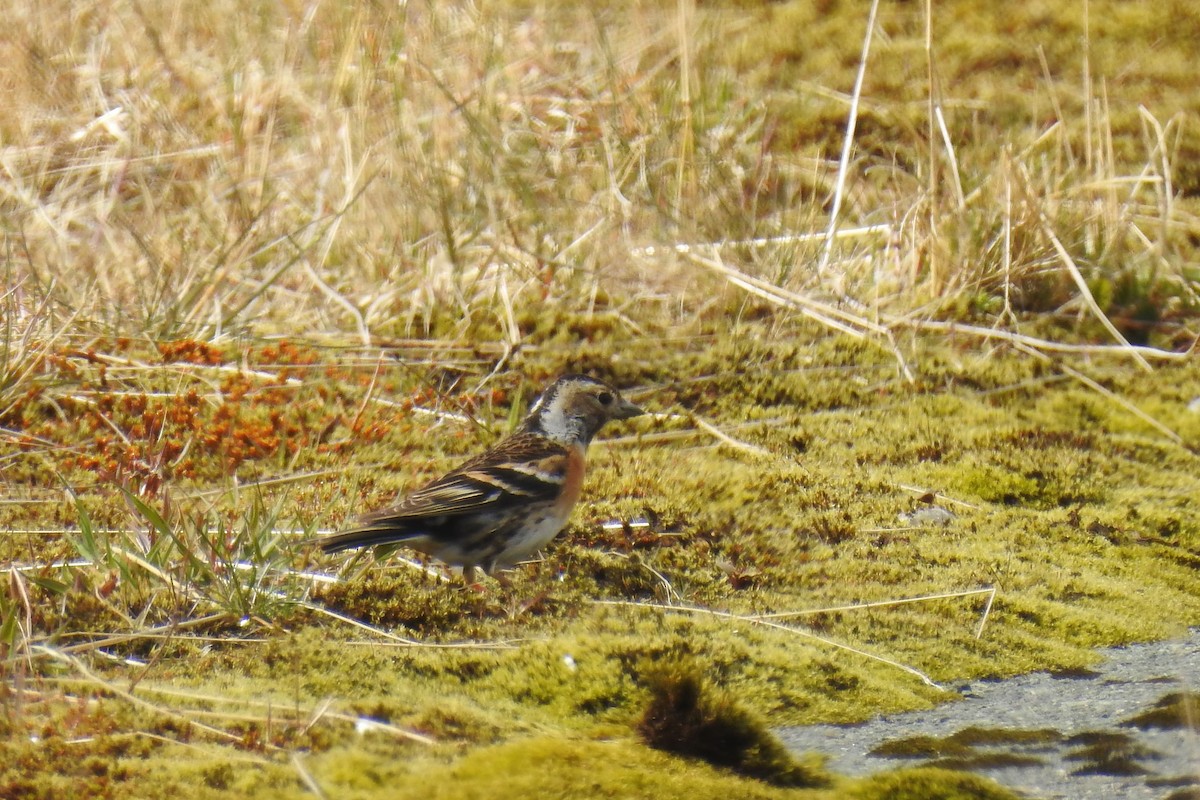 Brambling - Hannah Clipp