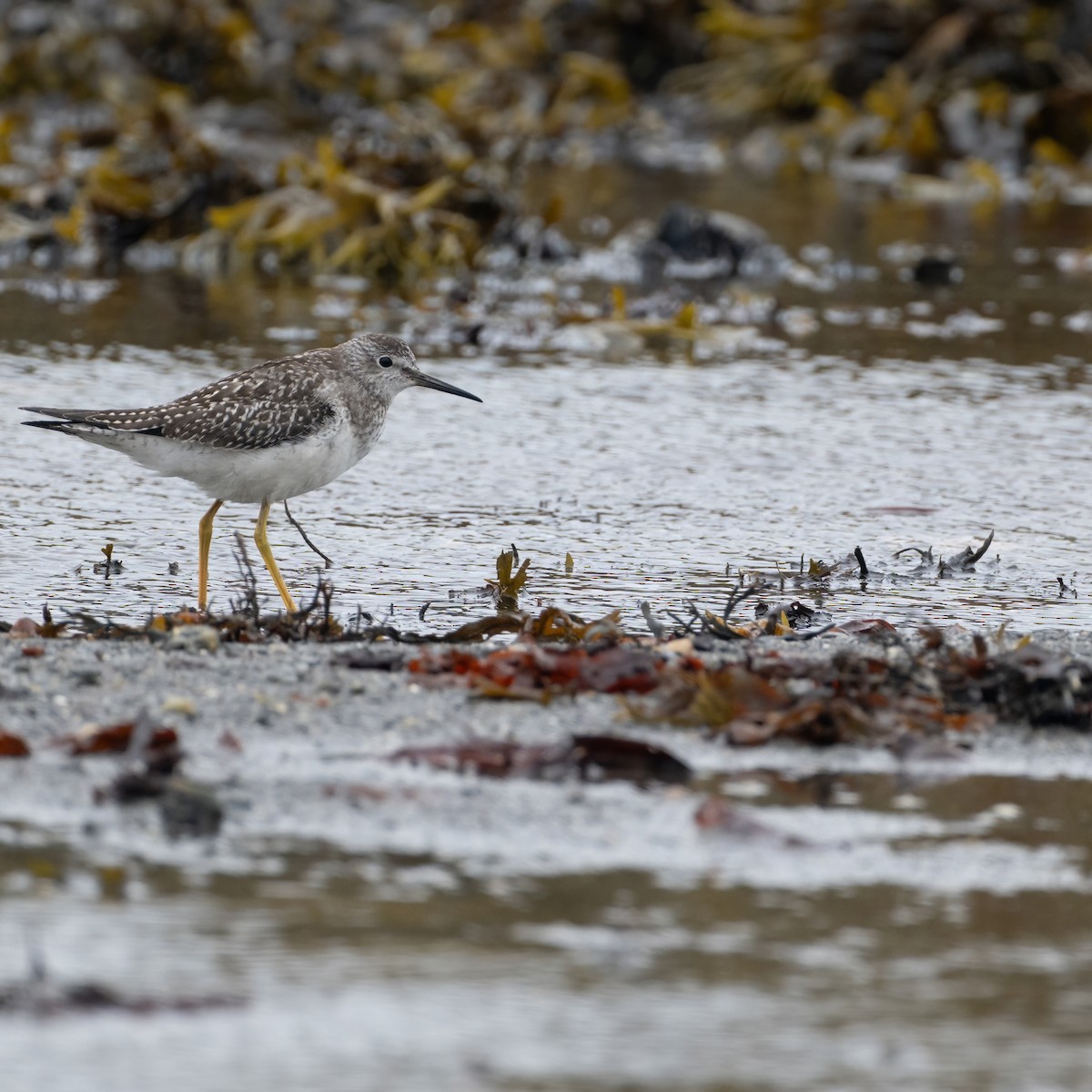 Lesser Yellowlegs - Christine Pelletier et (Claude St-Pierre , photos)