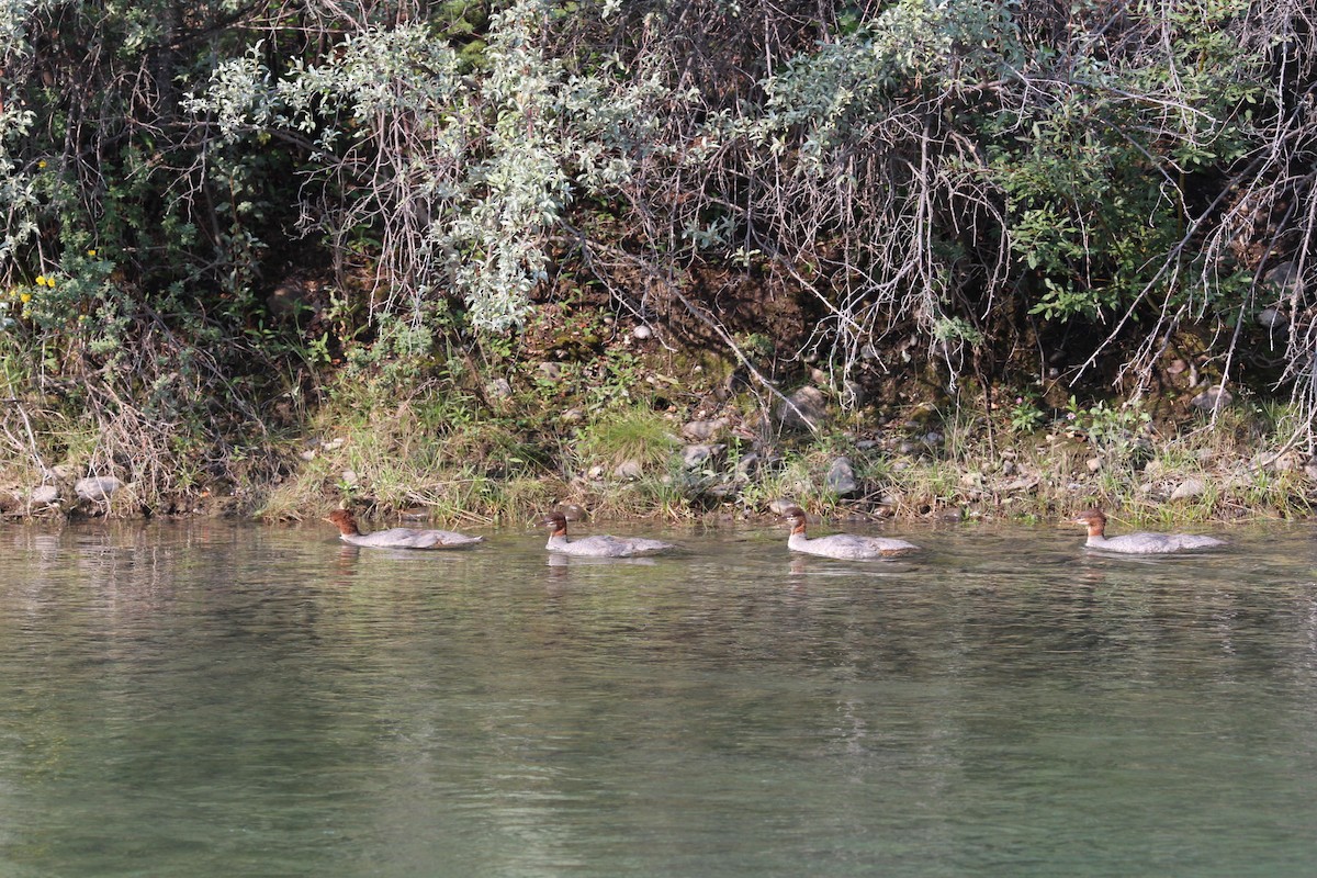 Common Merganser - Vander Nunes