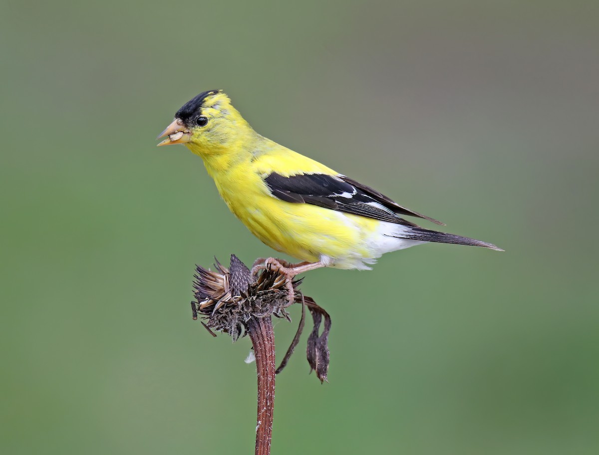 American Goldfinch - ML622752187