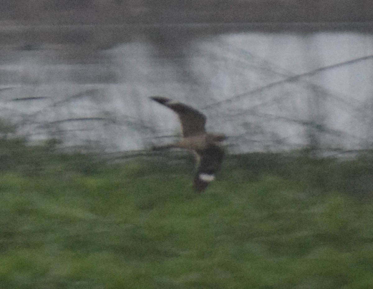 Lesser Nighthawk - Monica Paredes Mejia