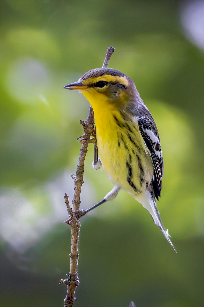 Blackburnian Warbler - Steve Wilson