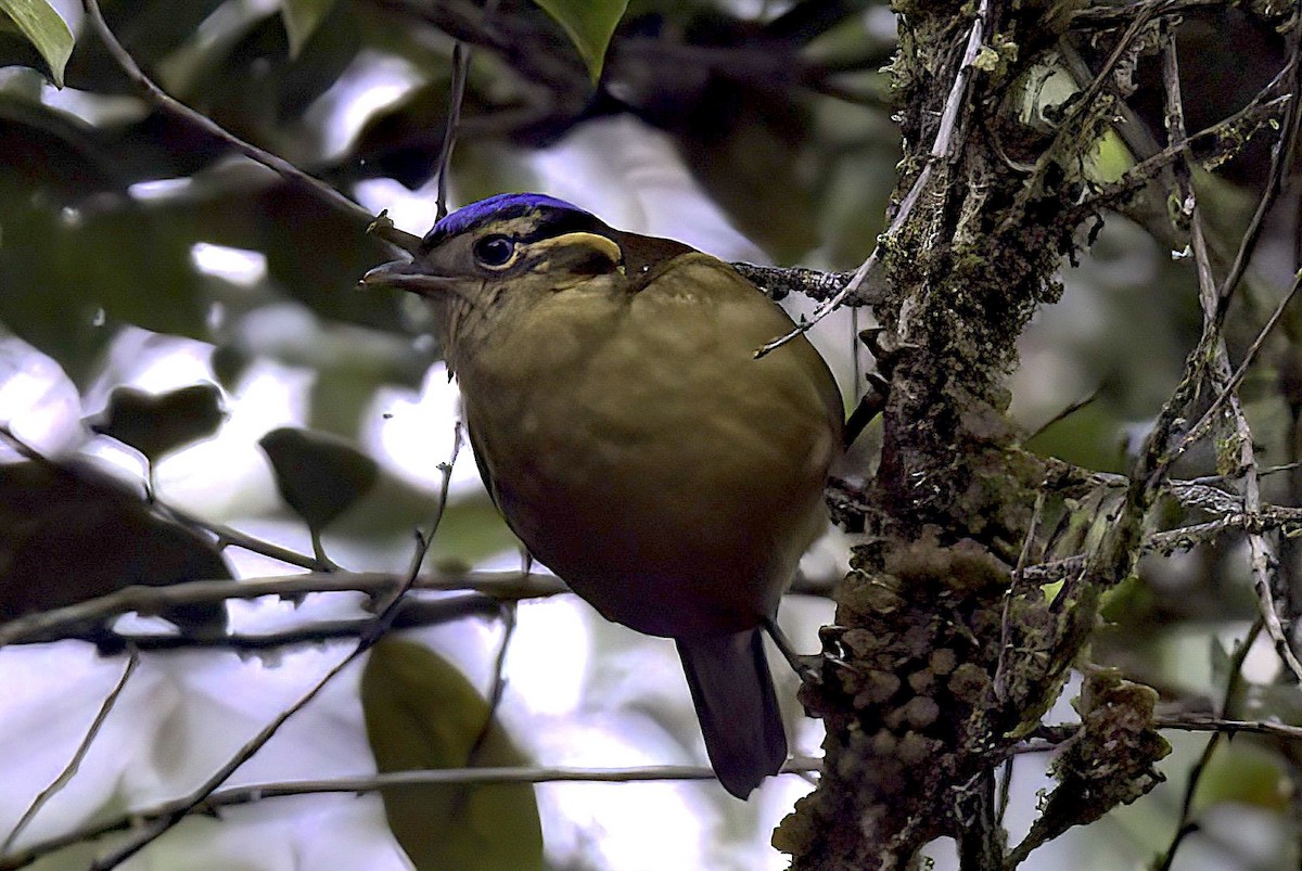 Blaukappenflöter - ML622752243