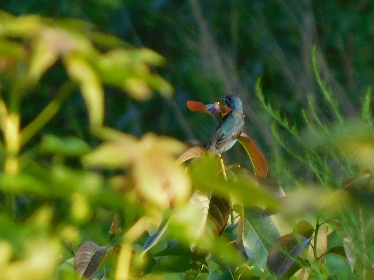 Indigo Bunting - ML622752245