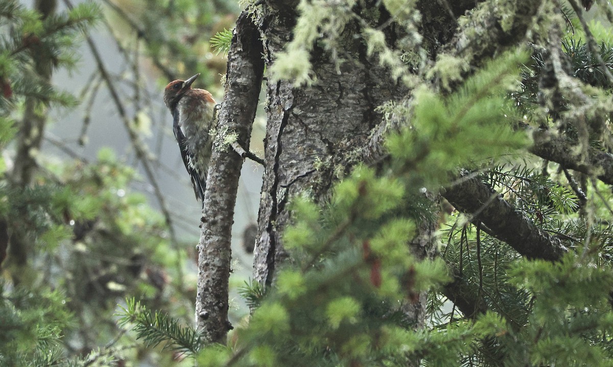 Red-breasted Sapsucker - Evan Larson