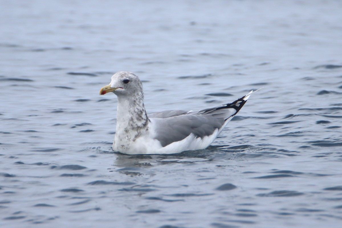 California Gull - ML622752291