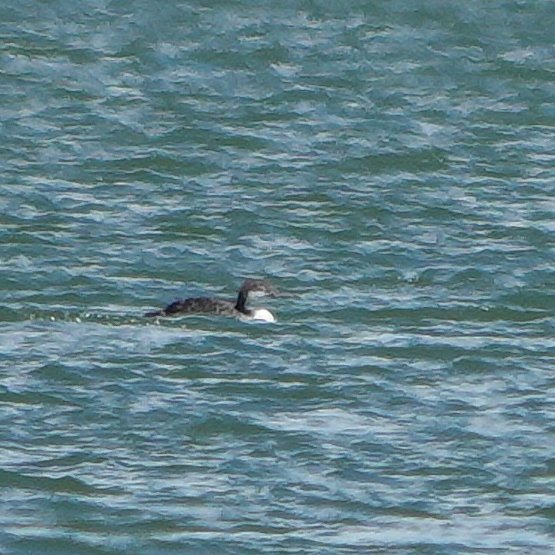 loon sp. - ML622752297