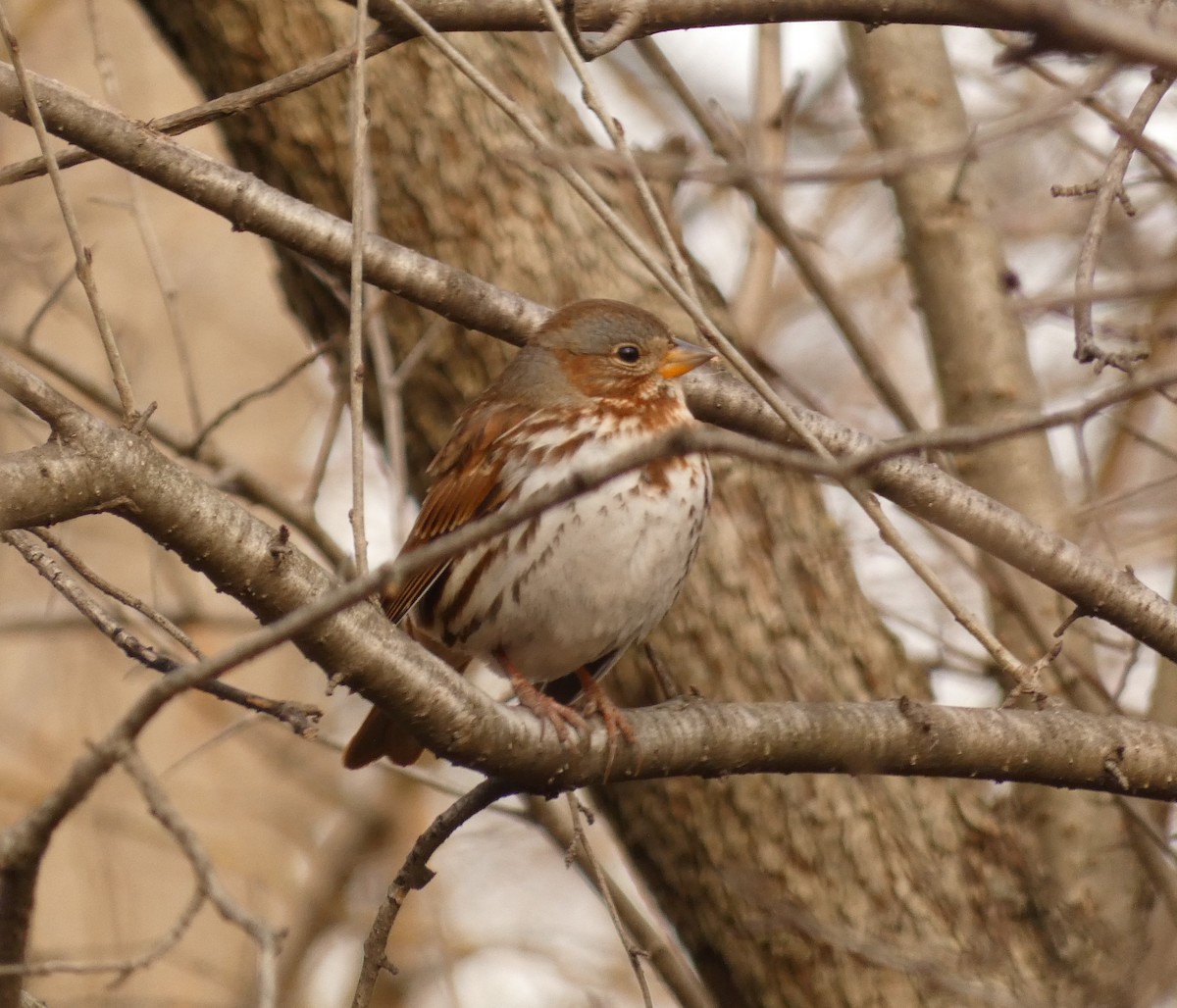 Fox Sparrow (Red) - ML622752299