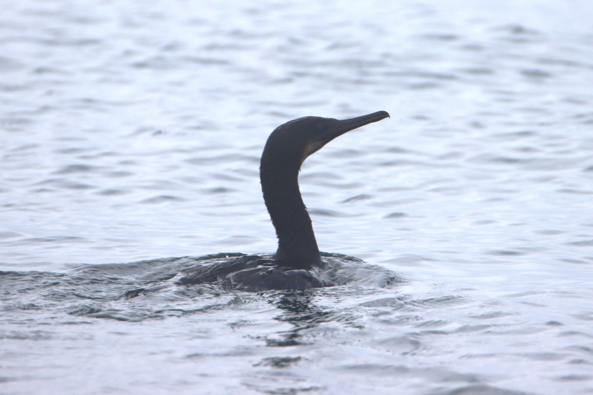 Brandt's Cormorant - ML622752316