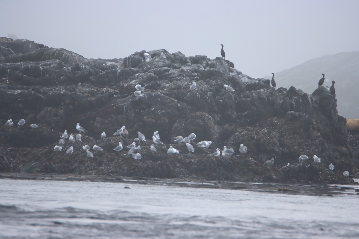 Pelagic Cormorant - ML622752373