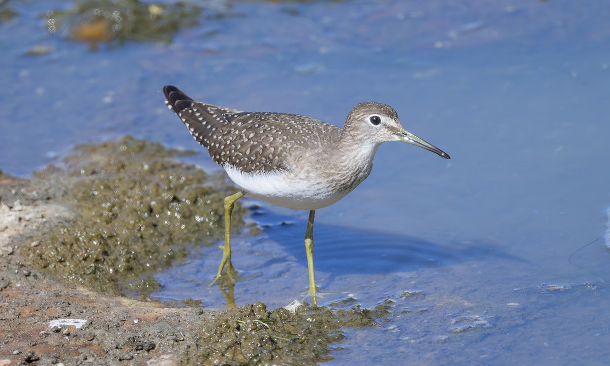 Solitary Sandpiper - Becky Matsubara