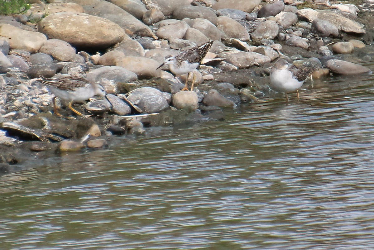 Wilson's Phalarope - ML622752422