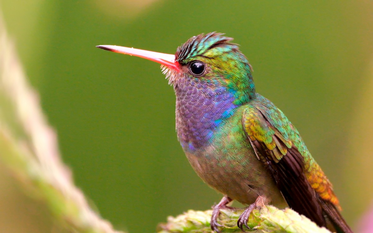 Blue-throated Goldentail - Mike Melton