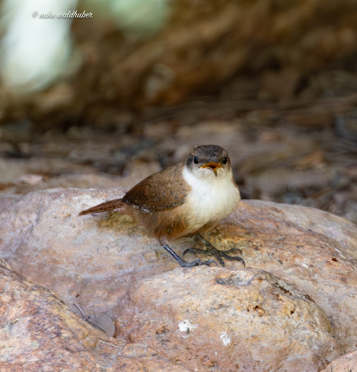 Canyon Wren - Mike Waldhuber