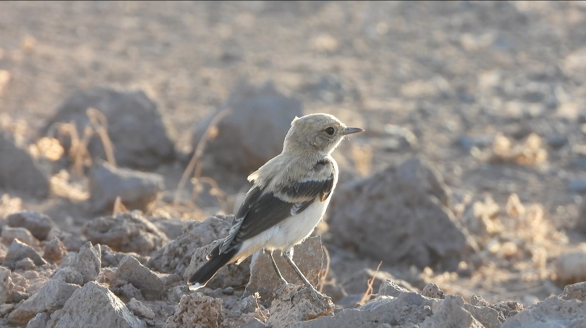 Finsch's Wheatear - ML622752452