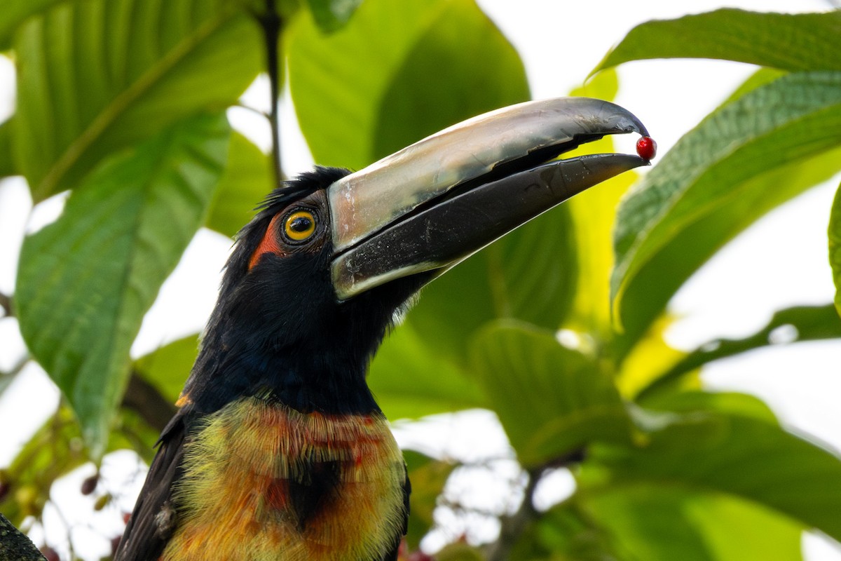 Collared Aracari - Doug Norwood