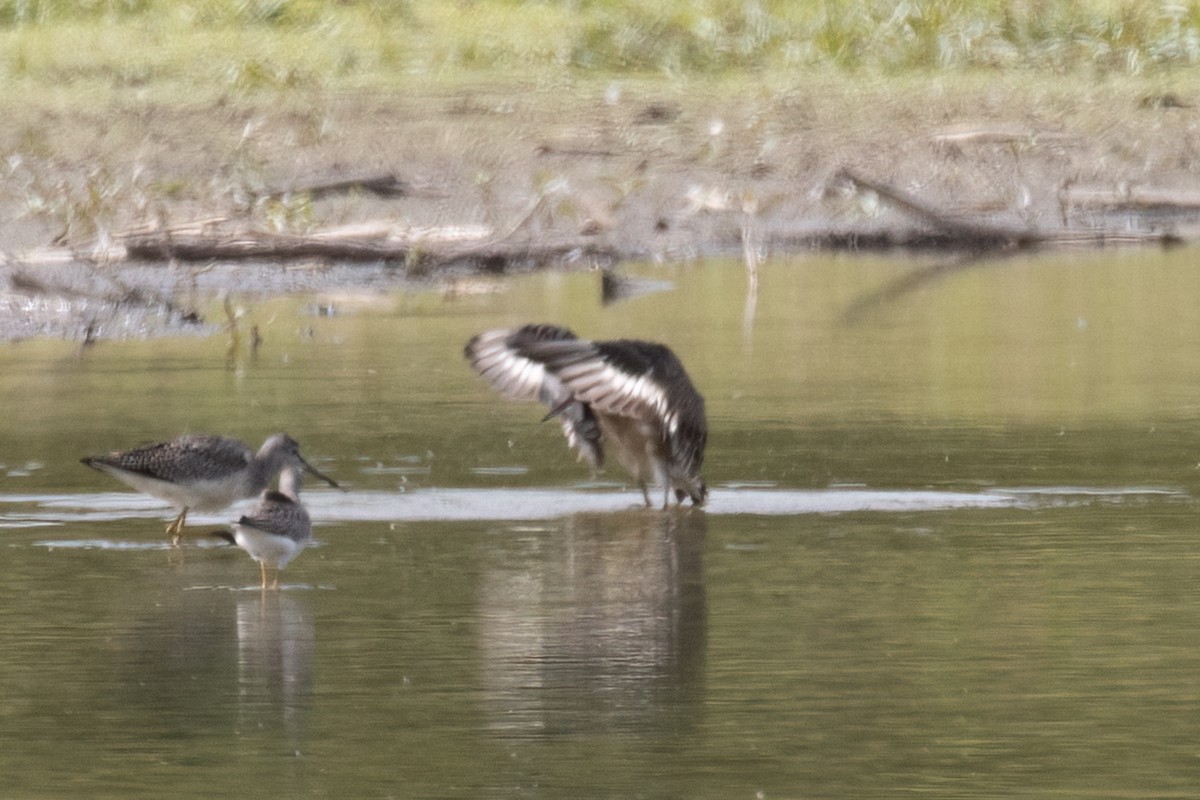 Hudsonian Godwit - Kyle Landstra