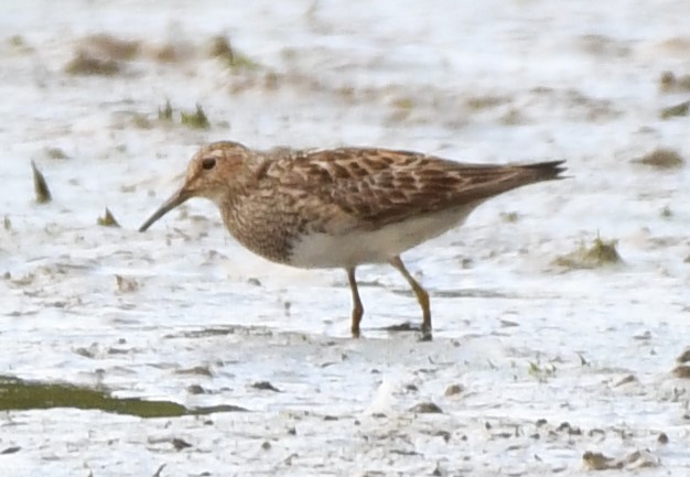 Pectoral Sandpiper - Sandi Diehl