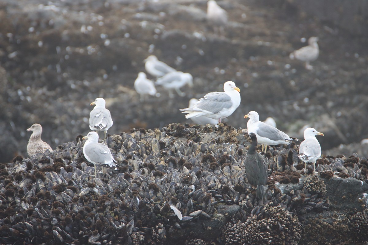 Western x Glaucous-winged Gull (hybrid) - ML622752520