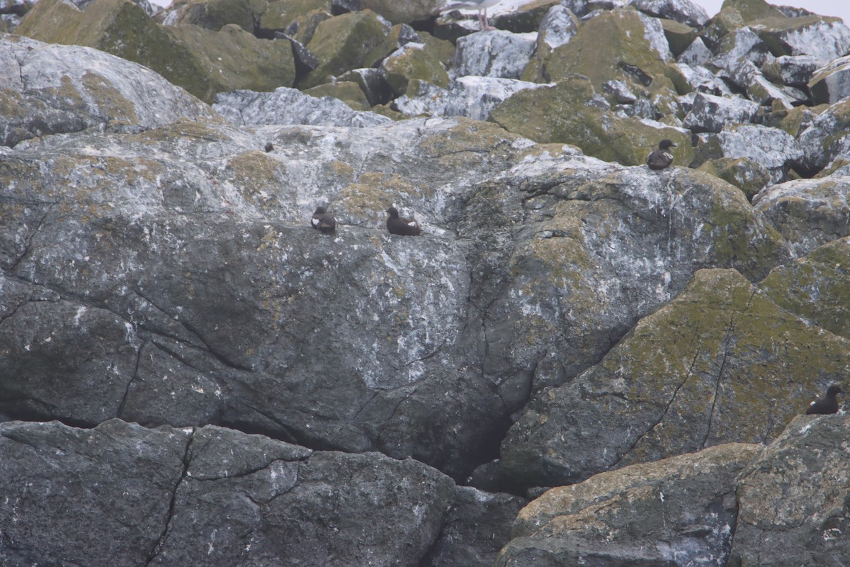 Pigeon Guillemot - ML622752528