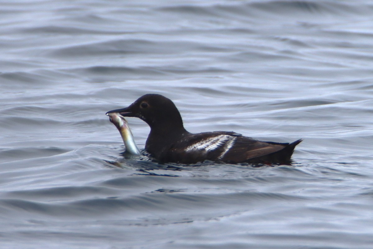 Pigeon Guillemot - ML622752550