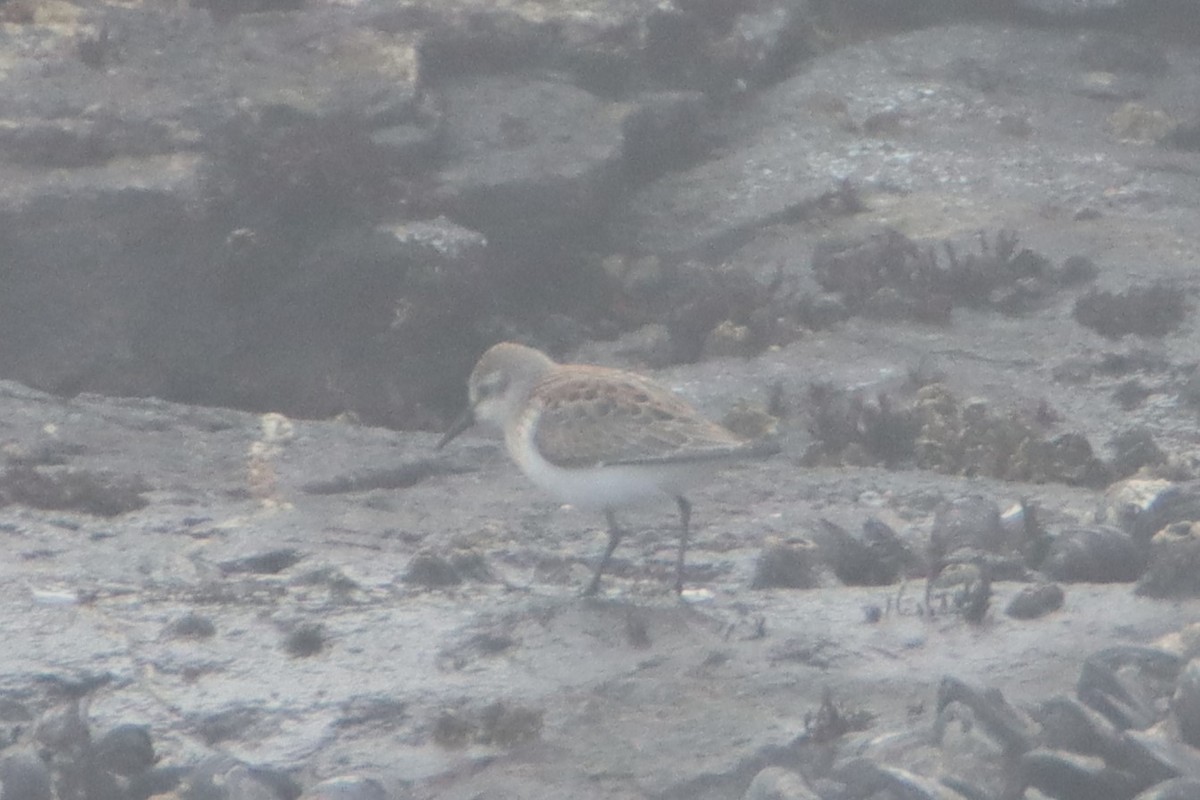 Western Sandpiper - ML622752564