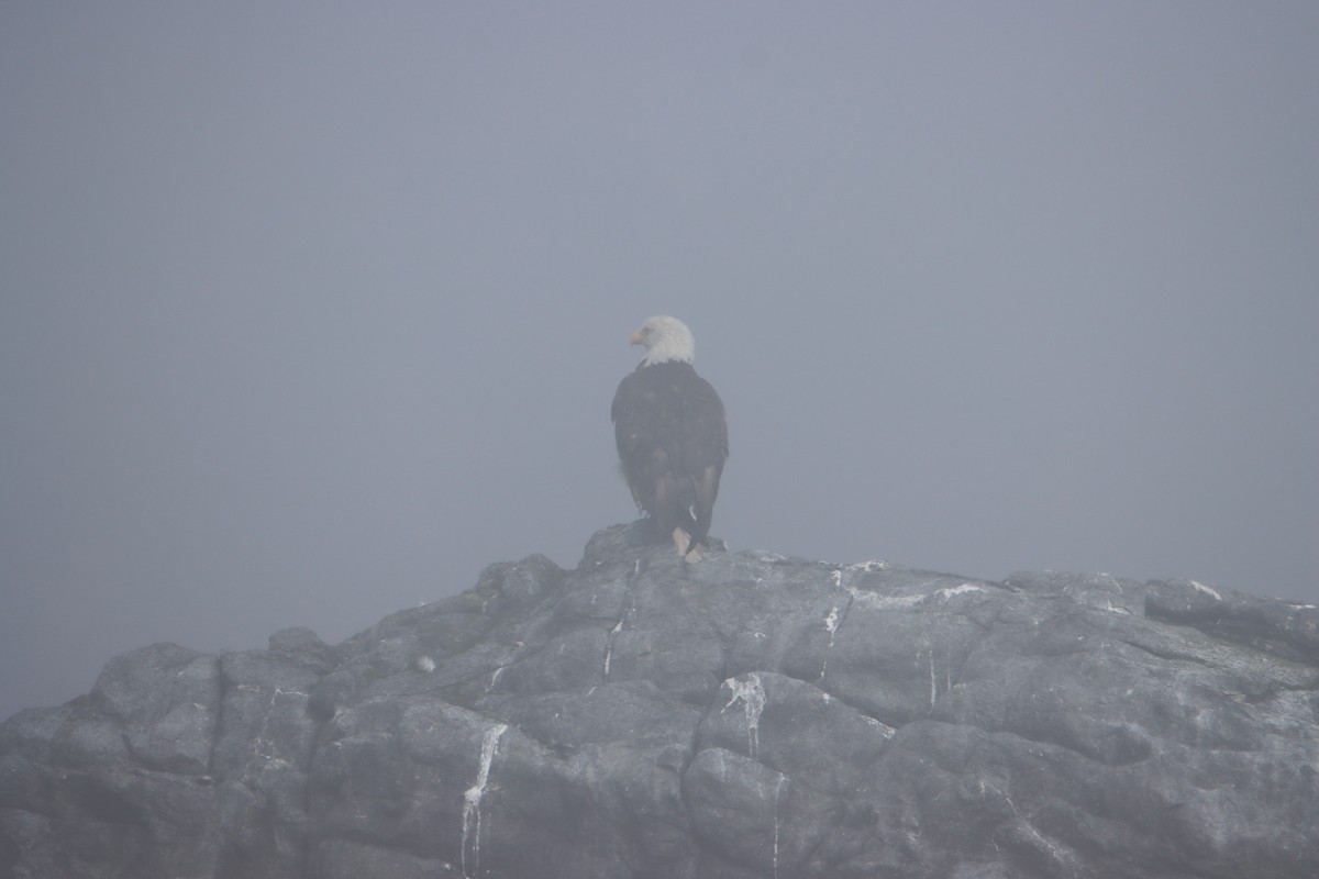 Bald Eagle - ML622752581