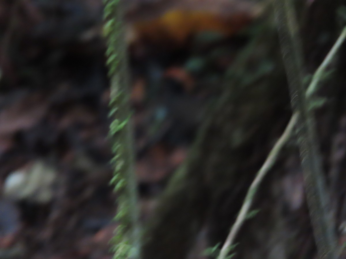 Rufous-capped Antthrush - ML622752597