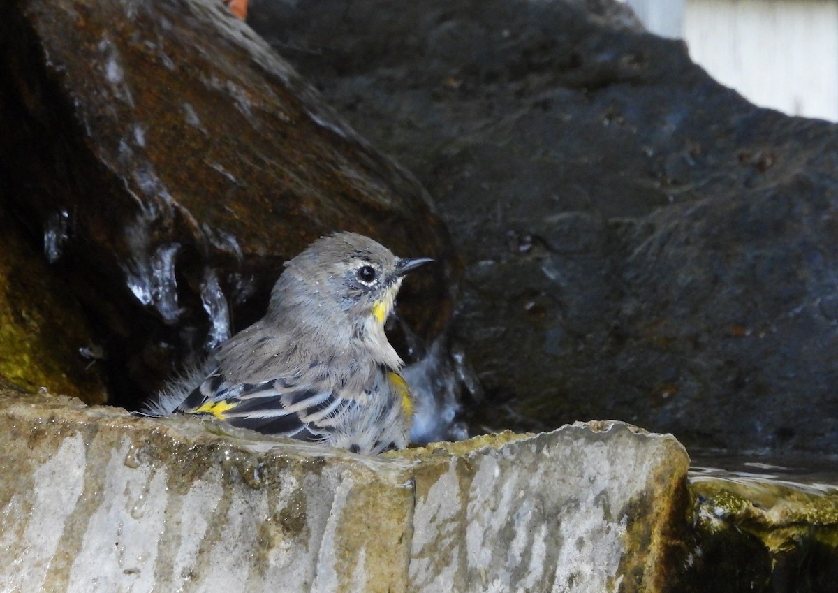 Yellow-rumped Warbler - ML622752604