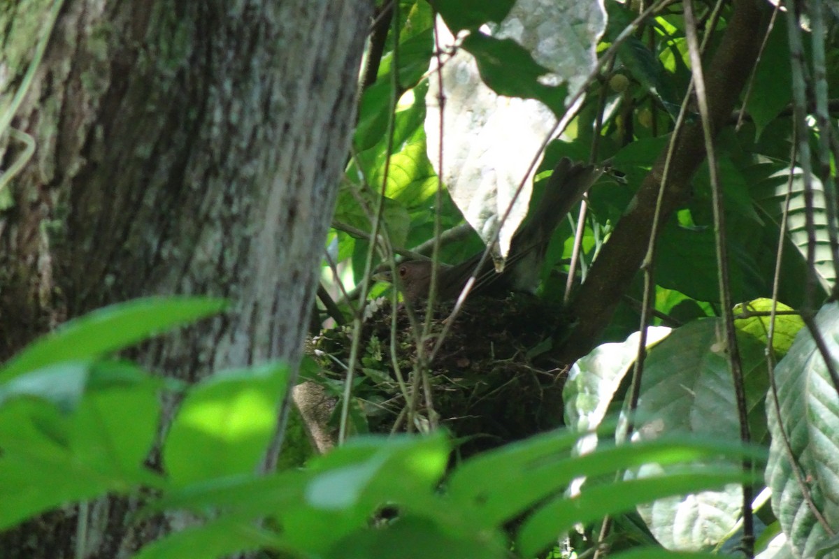 Ecuadorian Thrush - ML622752639