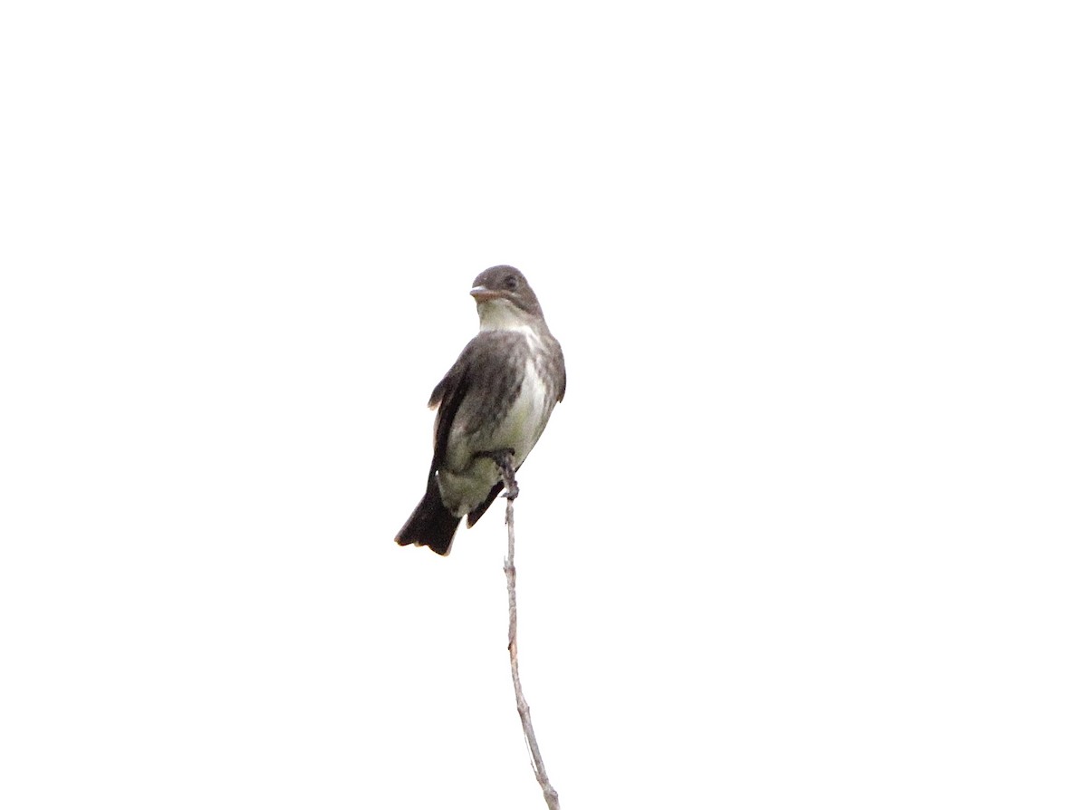 Olive-sided Flycatcher - ML622752648