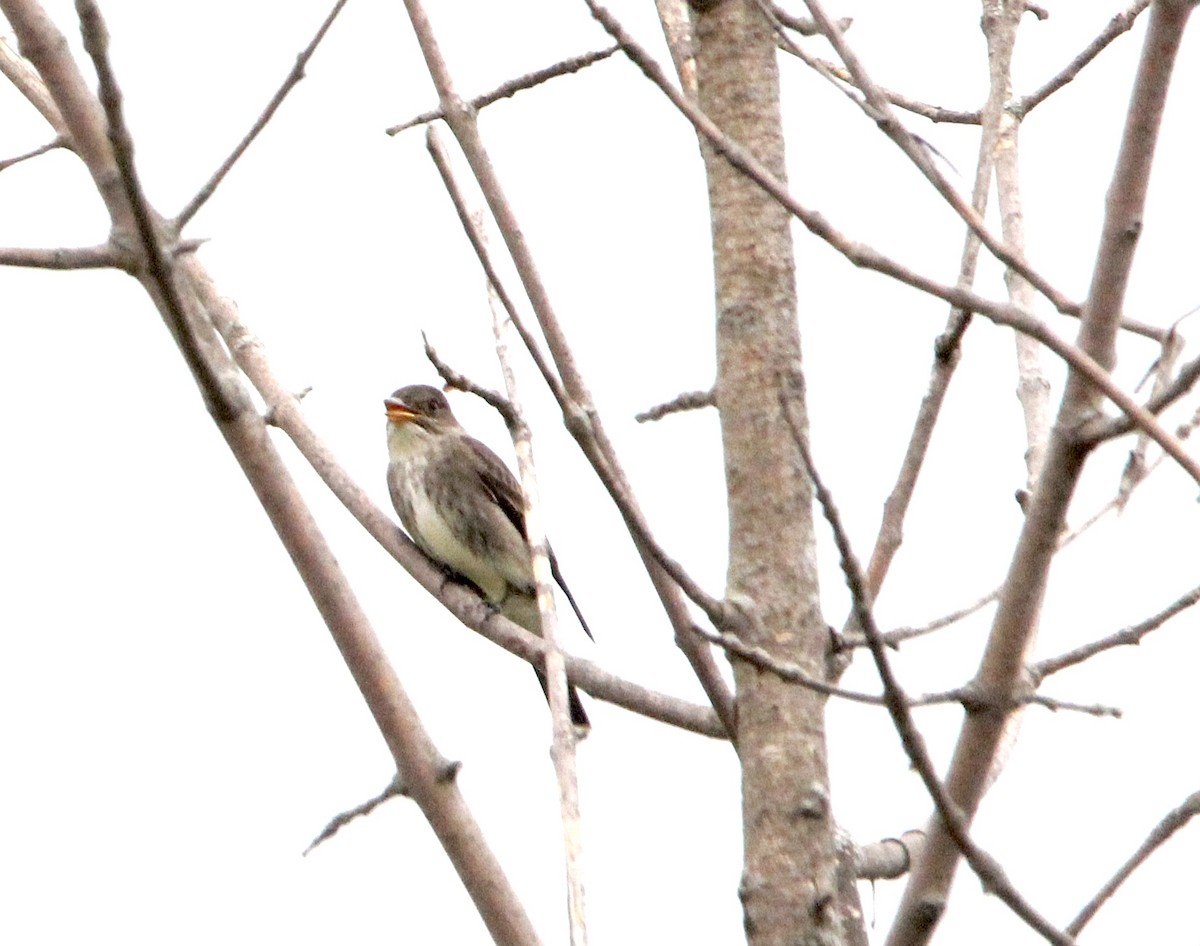 Olive-sided Flycatcher - ML622752649