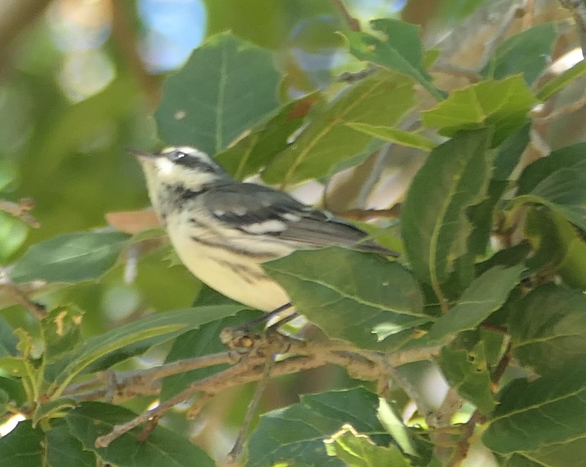 Black-throated Gray Warbler - ML622752677