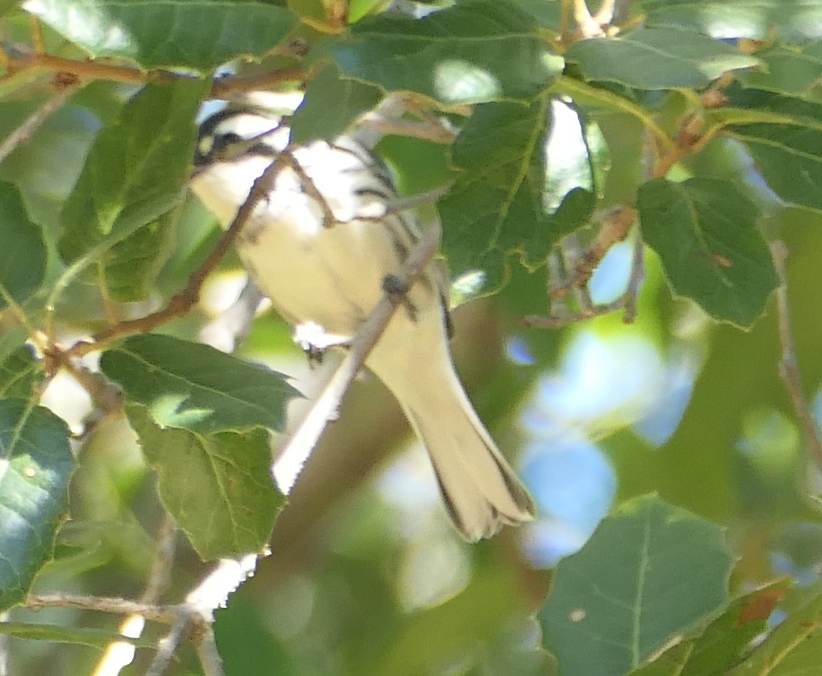 Black-throated Gray Warbler - ML622752678