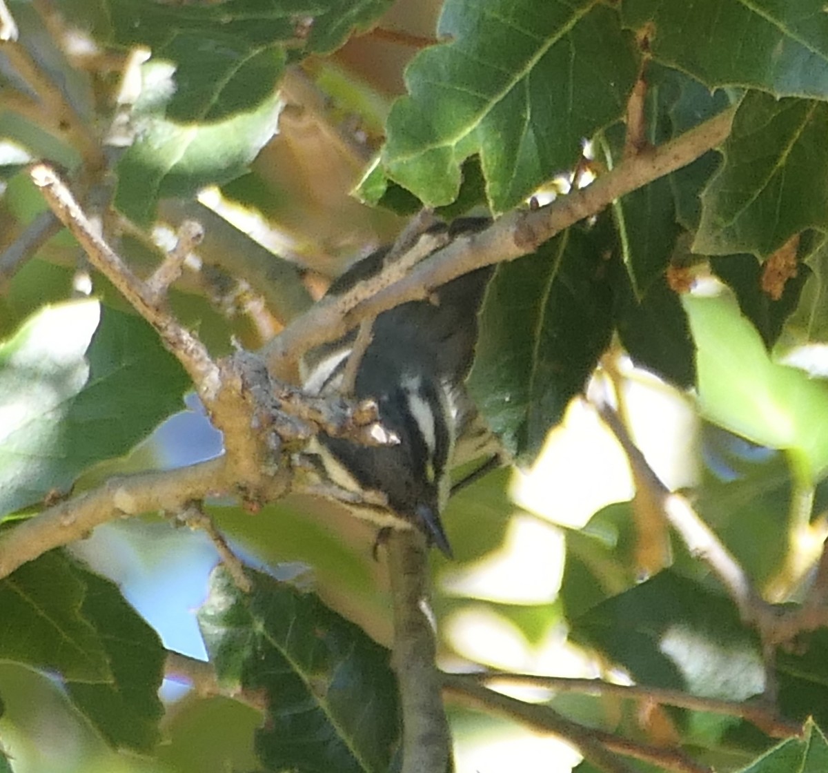 Black-throated Gray Warbler - ML622752683