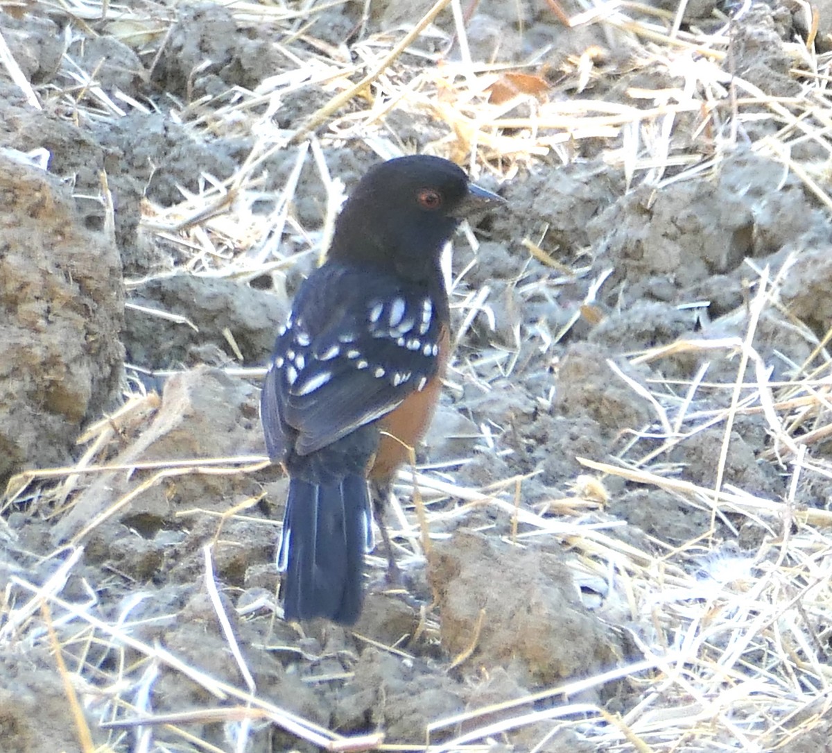 Spotted Towhee - ML622752684