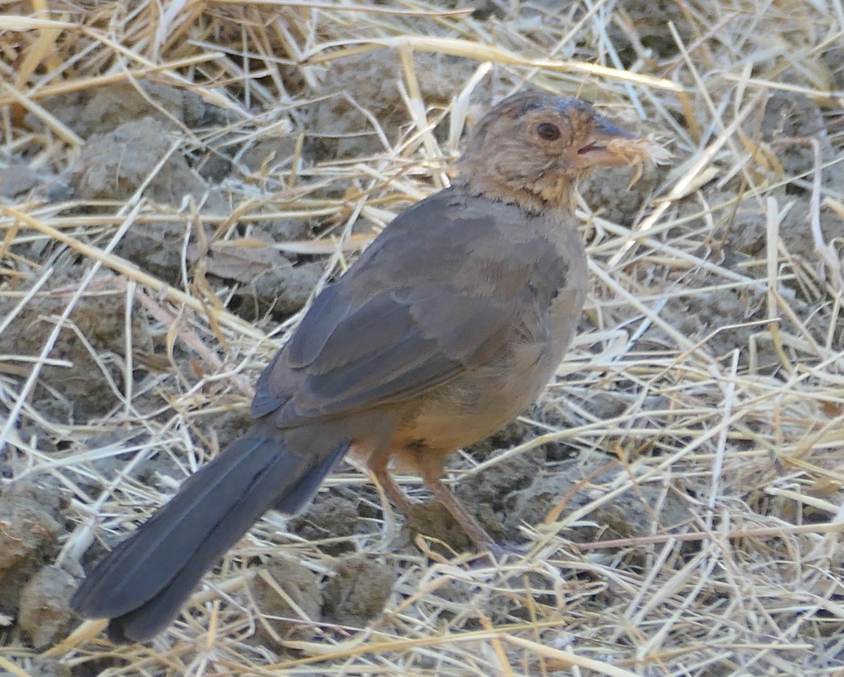 California Towhee - ML622752687