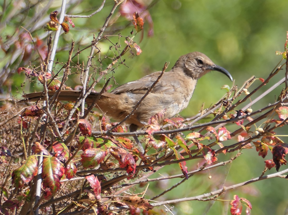 California Thrasher - ML622752693