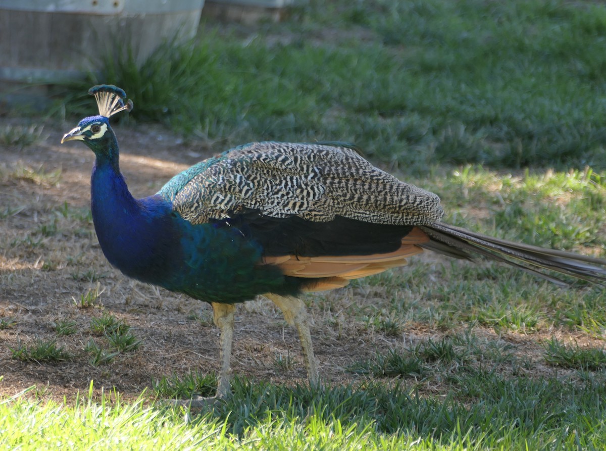 Indian Peafowl (Domestic type) - ML622752695