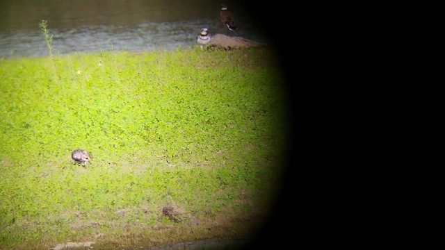 Ruddy Turnstone - ML622752704