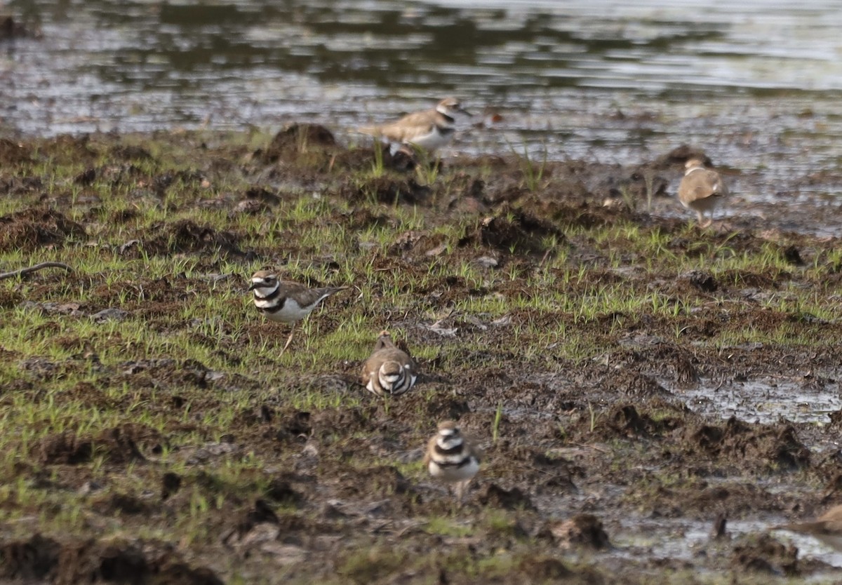 Killdeer - ML622752711