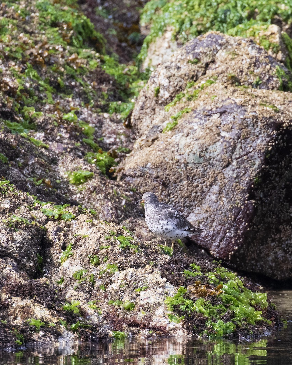 Surfbird - ML622752739