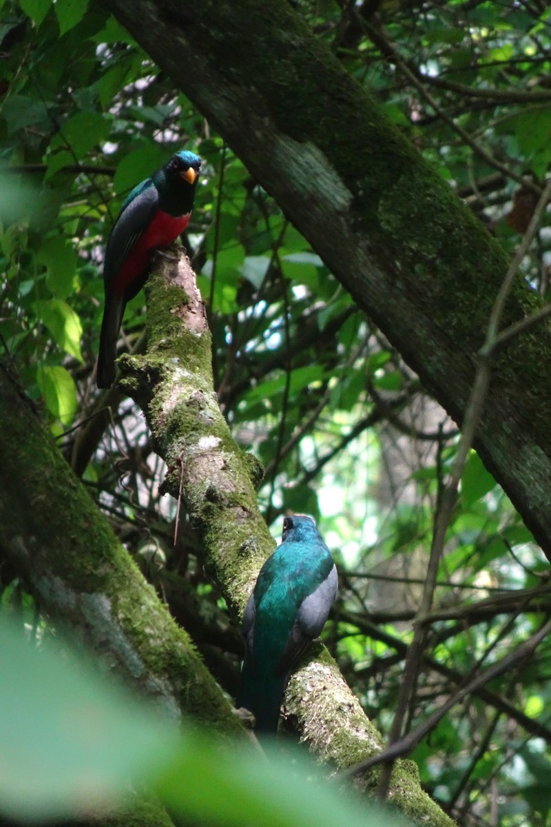 Ecuadorian Trogon - ML622752741