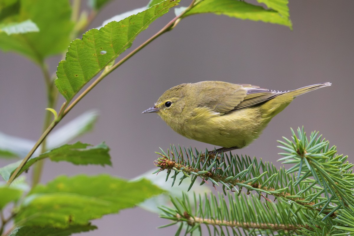 Orange-crowned Warbler - ML622752756