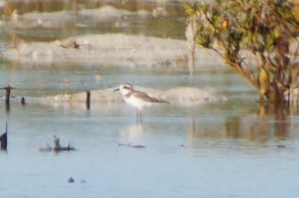 Greater Sand-Plover - ML622752757