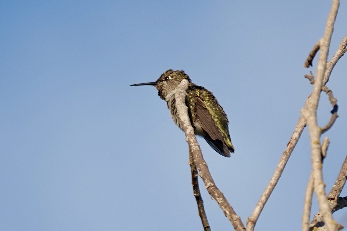 Anna's Hummingbird - Bob Greenleaf